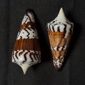 Op de afbeelding: Twee kegelschelpen met een puntige top en een taps toelopende basis. De schelpen hebben een glad, glanzend oppervlak met een opvallend patroon van donkerbruine, grillige, horizontale banden en vlekken tegen een crèmewitte achtergrond.