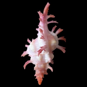 Pode incluir: Uma concha Murex com uma estrutura espiral alongada, cor de base branca e protuberâncias vibrantes em forma de espinho cor-de-rosa. A concha tem uma superfície texturizada com múltiplos espinhos afiados e ramificados ao longo das bordas.