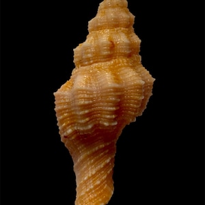 Puede incluir: Una concha marina en espiral con un ápice puntiagudo y una base cónica. La concha presenta una superficie texturizada con crestas horizontales y costillas verticales, mostrando un degradado de colores naranja claro, beige y crema.