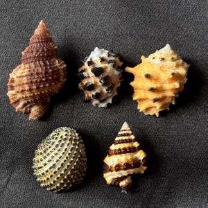 Puede incluir: Cinco conchas marinas distintas dispuestas en grupo. Una es una concha en espiral marrón texturizada y alta. Otra es blanca con púas negras. Una tercera es una concha de color naranja claro con púas oscuras. La cuarta es una concha redonda de color crema con rayas negras. La quinta es una concha pequeña y puntiaguda con bandas horizontales marrones y blancas.