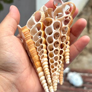May include: A collection of three elongated, spiral-shaped auger seashells with a natural tan and cream colour palette. The shells feature a distinct, open-cut structure along their length, revealing a series of hollow, circular chambers inside.
