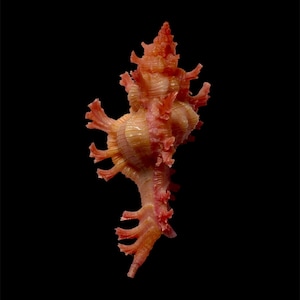 Puede incluir: Una concha de murex con forma espiral y protuberancias prominentes, rizadas y espinosas. La concha muestra un degradado de colores que va desde el rosa coral intenso en las puntas y la base hasta un tono bronceado cálido en el centro.