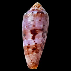 Puede incluir: Una concha cónica que presenta una estructura en espiral lisa y alargada con un ápice puntiagudo. La superficie muestra un color base lavanda pálido y blanco, acentuado por manchas y bandas horizontales de color marrón rojizo oscuro.