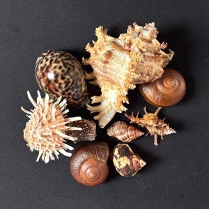May include: A collection of various seashells including a large spiky murex shell, a smooth brown spotted cowrie, two round brown snail shells, a small spiky shell, and two smaller patterned shells arranged in a cluster on a dark surface.