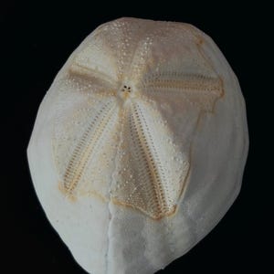 May include: A white, oval-shaped sea urchin test with a textured surface. The top features a distinct five-pointed star pattern with small, perforated lines radiating from the centre, showing subtle tan coloration along the star's edges.