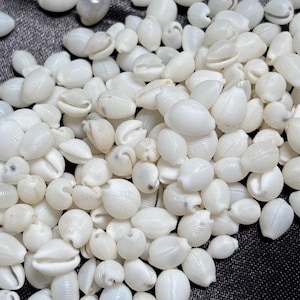 Può includere: Una vasta collezione di piccole conchiglie di ciprea bianche e lisce. Ogni conchiglia presenta una caratteristica forma ovale con una fessura longitudinale centrale e una texture finemente rigata su tutta la superficie.