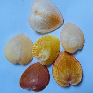 May include: A collection of six heart-shaped bivalve seashells arranged in a cluster. The shells display a variety of colours including pale cream, bright yellow with orange patterns, soft peach, and a deep reddish-brown with fine radial ridges.