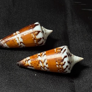 Puede incluir: Dos conchas cónicas con una superficie lisa y brillante que presenta un patrón distintivo de bandas horizontales alternas en tonos naranja quemado, marrón y blanco. Cada concha tiene un ápice puntiagudo y una forma cónica.