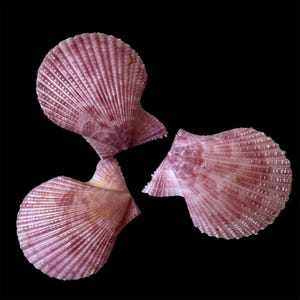 Puede incluir: Tres conchas de vieira dispuestas en un patrón circular sobre un fondo negro. Cada concha presenta una estructura en forma de abanico con crestas radiales marcadas y una paleta de colores rosa y blanco con superficies texturizadas.