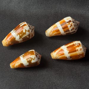 May include: Four cone shells with a smooth, glossy finish, featuring a distinct pattern of alternating white bands and rich orange-brown patches. Each shell has a tapered, conical shape with a pointed apex and a rounded base, displaying natural markings.