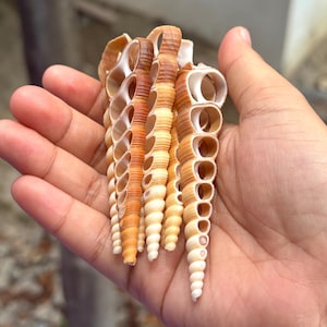 Puede incluir: Una colección de varias conchas marinas alargadas en forma de espiral con un degradado de tonos bronceado y marrón. Cada concha presenta una serie de cámaras circulares abiertas a lo largo de su longitud, mostrando una textura exterior natural y estriada.