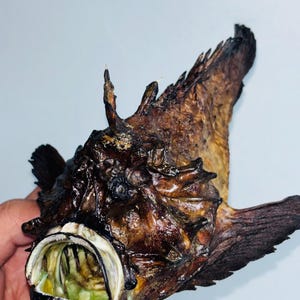 Fisktaxidermi - Välbevarad revstenfisk (Synanceia verrucosa) - 233 mm x 147 mm