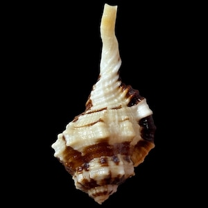Op de afbeelding: Een spoelvormige zeeschelp met een lange, slanke, gedraaide toren en een breed, bolvormig lichaam. De schelp heeft een crèmekleurige basis met opvallende, donkerbruine, onregelmatige horizontale banden en ribbels over het getextureerde oppervlak.
