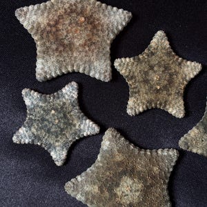 Puede incluir: Cuatro especímenes de estrellas de mar secas con una superficie texturizada y rugosa, con una coloración moteada en tonos marrones y grises. Cada estrella de mar presenta una forma clásica de cinco puntas con bordes redondeados y naturales.