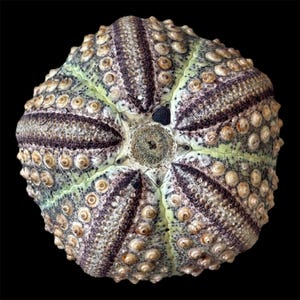May include: A sea urchin test with a radial, pentagonal symmetry. The shell features alternating bands of deep purple and pale green, covered in small, raised, circular tubercles arranged in rows. The center has a textured, circular opening.