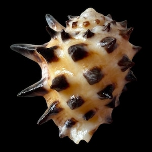 Sea shell - Drupa ricinus - 20mm