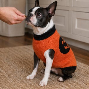 Könnte beinhalten: Ein Boston Terrier Hund trägt einen gestrickten orangefarbenen Pullover mit schwarzem Rippkragen und Saum. Der Pullover zeigt ein schwarzes Kürbisgesicht-Design an der Seite. Der Hund hat schwarz-weißes Fell und schaut auf ein Leckerli.
