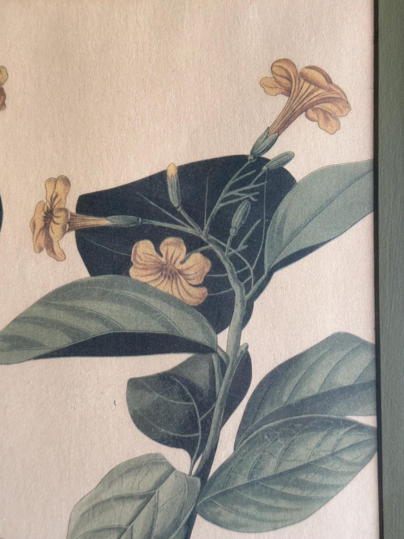 Vintage Framed Bird Prints, Set of 3 Botanical Audubon Style Wall Art ...