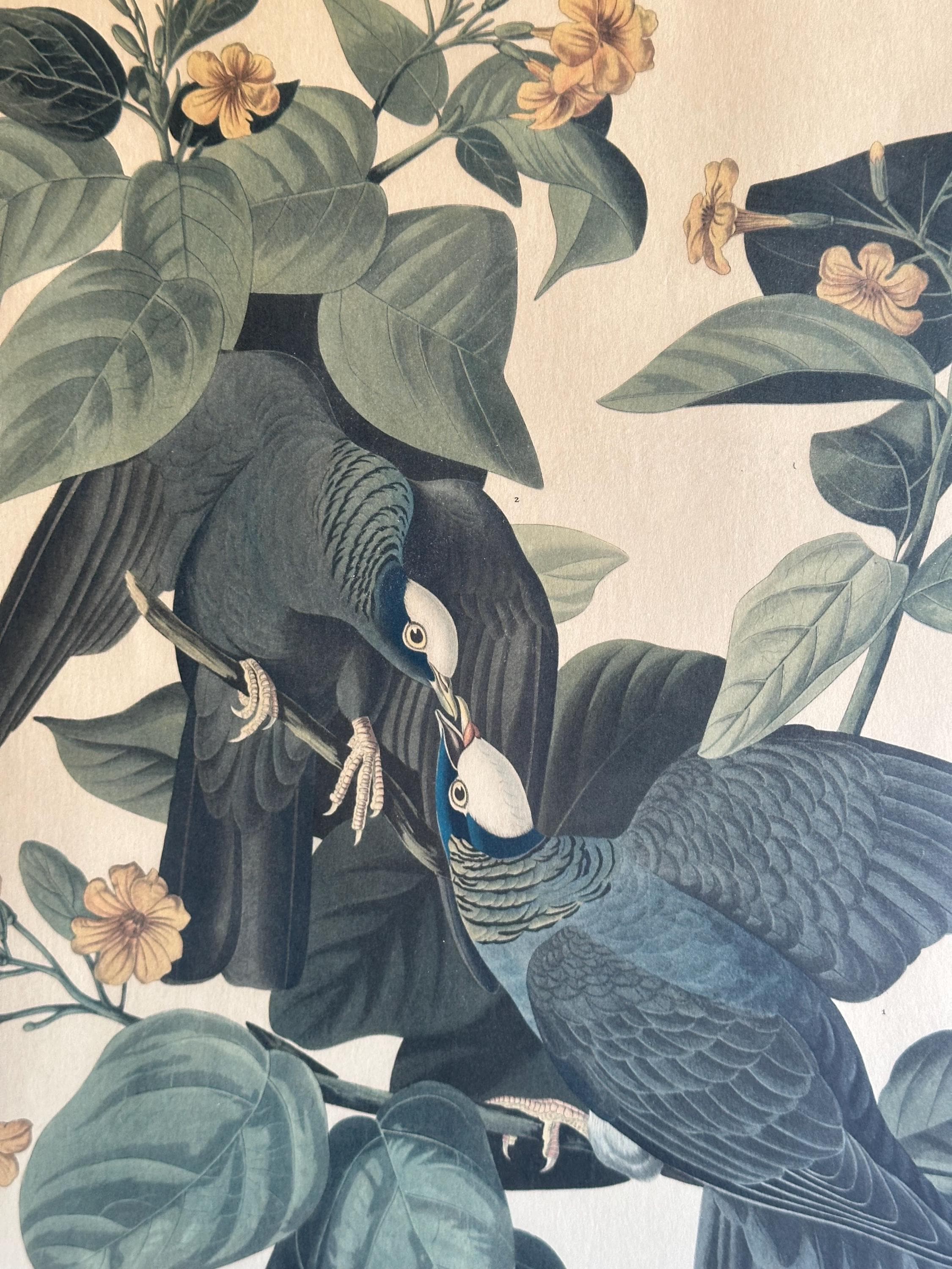 Vintage Framed Bird Prints, Set of 3 Botanical Audubon Style Wall Art ...