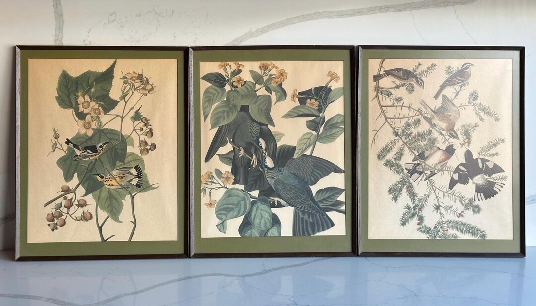 Vintage Framed Bird Prints, Set of 3 Botanical Audubon Style Wall Art ...