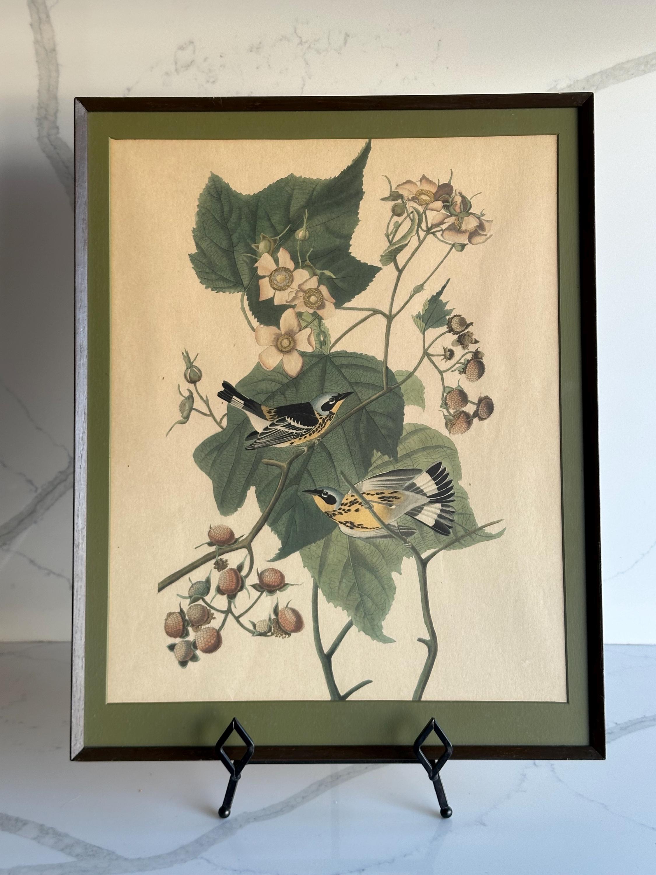 Vintage Framed Bird Prints, Set of 3 Botanical Audubon Style Wall Art ...