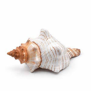 May include: A spiral seashell featuring a pointed, tan-colored apex that transitions into a wider, white body. The shell is decorated with thin, horizontal brown lines that follow the natural ridges and contours of its textured, calcified surface.