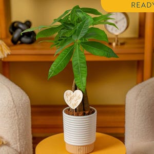 Puede incluir: Una planta de dinero con hojas verdes en una maceta de cerámica blanca con estrías horizontales. Una pequeña etiqueta de madera en forma de corazón está insertada en la tierra, con el texto cursivo "For you, with love" en letra marrón claro.