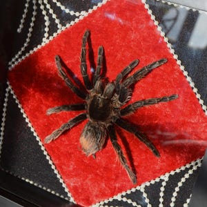 May include: A preserved dark brown tarantula specimen mounted inside a black square frame. The spider is positioned on a bright red velvet diamond-shaped backing, which is surrounded by a decorative border of small white beads on a black background.
