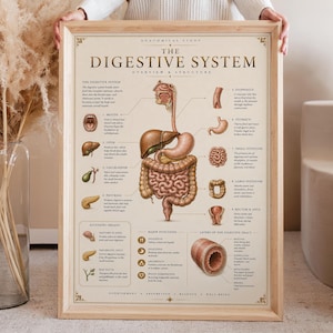 May include: A framed educational poster titled The Digestive System, featuring a central anatomical illustration of human digestive organs with labelled parts including the mouth, liver, gallbladder, pancreas, esophagus, stomach, and intestines.