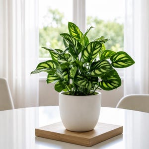 Op de afbeelding: Een Calathea-plant in een pot met levendig groene bladeren met opvallende lichtgroene strepen. De plant staat in een gladde, matwitte keramische pot, die op een vierkante, lichtgekleurde houten voet op een wit oppervlak rust.