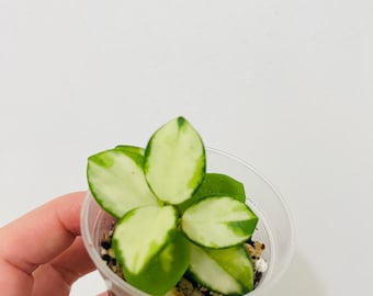 May include: A small Hoya plant with variegated leaves featuring creamy white centers and green edges, planted in a clear plastic cup filled with potting soil. The plant has several rounded, succulent-like leaves arranged in a cluster.