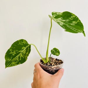 Exact plant,Monstera Bulbasaur , 3” Pot, Monstera deliciosa ‘Bulbasaur’, Rare Monstera, Live Tropical Houseplant