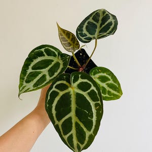 May include: An Anthurium crystallinum plant in a black plastic pot, featuring heart-shaped, dark green leaves with prominent, wide, silvery-white veins. The plant has five distinct leaves of varying sizes, including one small, light-colored emerging leaf.