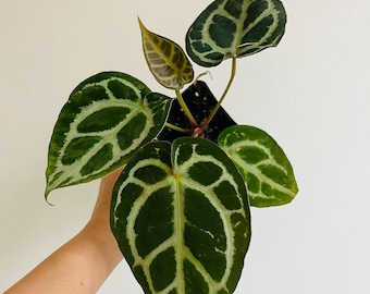 Anthurium (carla X Pap) X (carla X Port) - One Seedling - Grower's