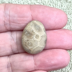 Petoskey Stone Unpolished small jewelry supply Lake Michigan Beach Stone