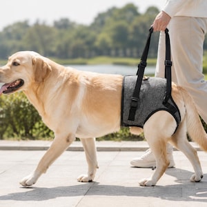 Puede incluir: Un arnés de soporte para perros de tela gris con correas y hebillas de nailon negro ajustables, diseñado para ajustarse alrededor de la sección media y los cuartos traseros de un gran Labrador retriever amarillo para ayudar al caminar.