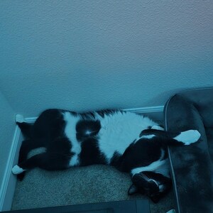 May include: A black and white cat lying on its side on a carpeted floor. The cat has a black back and head with white markings on its chest, face, and paws. It is positioned in a corner near a dark gray pet bed and a black computer tower.