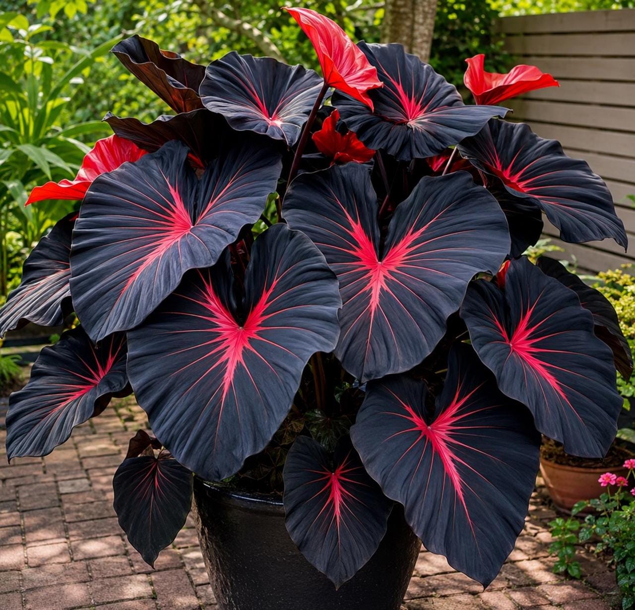 Colocasia pink - Etsy 日本