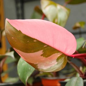 以下が含まれることがあります： 鮮やかなバブルガムピンクと深いフォレストグリーンの斑入り模様が特徴的なフィロデンドロン・ピンクプリンセスの葉。葉は滑らかなハート型で、先端が尖っており、中央にははっきりとした葉脈が見られます。