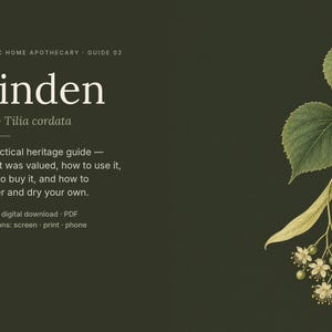 May include: A digital guide titled Slavic Home Apothecary Guide 02 Linden lipa Tilia cordata. The text includes a practical heritage guide on valuing, using, buying, gathering, and drying linden. A botanical illustration of a linden branch with green leaves and small flowers is on the right.