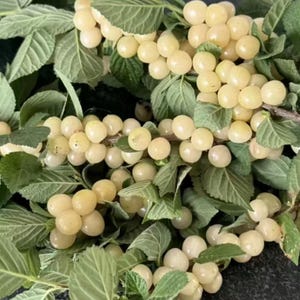 May include: A cluster of small, round, pale yellow berries growing on thin brown branches among serrated green leaves. The fruit is densely packed in bunches, showcasing a smooth, matte texture and a uniform light cream color throughout.