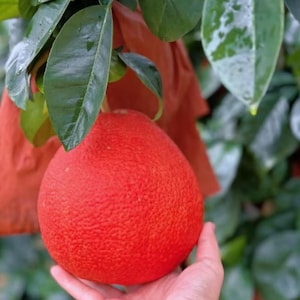 May include: A large, round, vibrant red grapefruit with a textured, porous rind. The fruit is positioned directly beneath several glossy, dark green leaves that feature visible veins and a smooth, waxy surface texture on the foliage.
