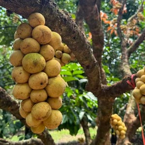 May include: A large cluster of round, pale yellow langsat fruit hanging from a textured tree branch. The fruit has a smooth, thin skin with subtle brown spots and is densely packed together in a bunch, showing natural variations in color.