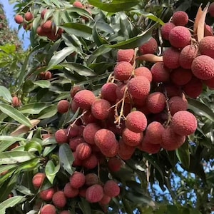 May include: A cluster of ripe lychee fruits hanging from a tree branch. The fruits have a textured, bumpy, reddish-pink skin and are surrounded by numerous long, pointed, dark green leaves under a clear blue sky during the daytime.