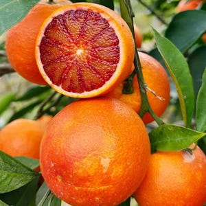 May include: A cluster of blood oranges hanging from a tree branch with green leaves. One orange is sliced in half, revealing a deep crimson, textured interior pulp, while the other oranges remain whole with orange and reddish-tinted rinds.