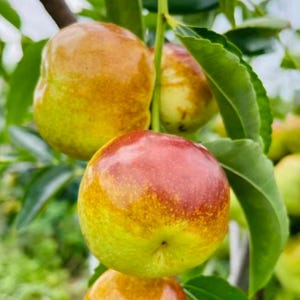 May include: Several round jujube fruits hanging from a tree branch. The fruits have smooth, shiny skin with a gradient of colors ranging from bright yellow-green at the base to a deep reddish-brown at the top, surrounded by green leaves.