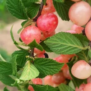 May include: A cluster of Nanking cherries growing on a branch with serrated green leaves. The round fruits display a gradient of colors, ranging from pale cream and light pink to vibrant red, with some showing speckled skin textures on the surface.