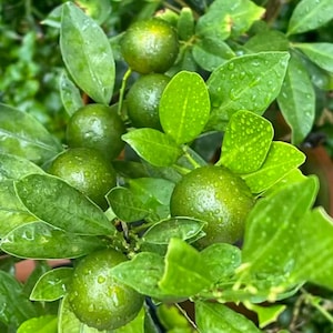 May include: A cluster of small, round, green citrus fruits growing on a leafy branch. The smooth-skinned fruits and pointed green leaves are covered in tiny water droplets, indicating a fresh, moist environment for the developing citrus plant.