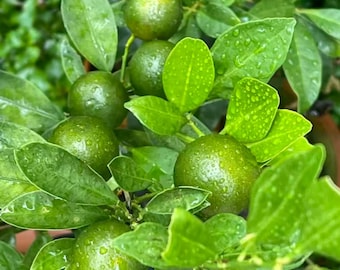 Grafted Calamondin Tree Calamansi - Bare Root Live Citrus Plant - Perfect Indoor Fruiting Tree - Great for Cooking Tea