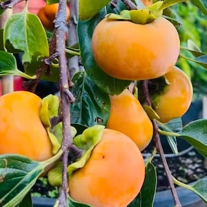 May include: A cluster of ripe, round, orange persimmon fruits hanging from a brown tree branch. The fruits have smooth, firm skins and are attached to green, leafy calyxes. Dark green, oval-shaped leaves surround the vibrant orange fruit.